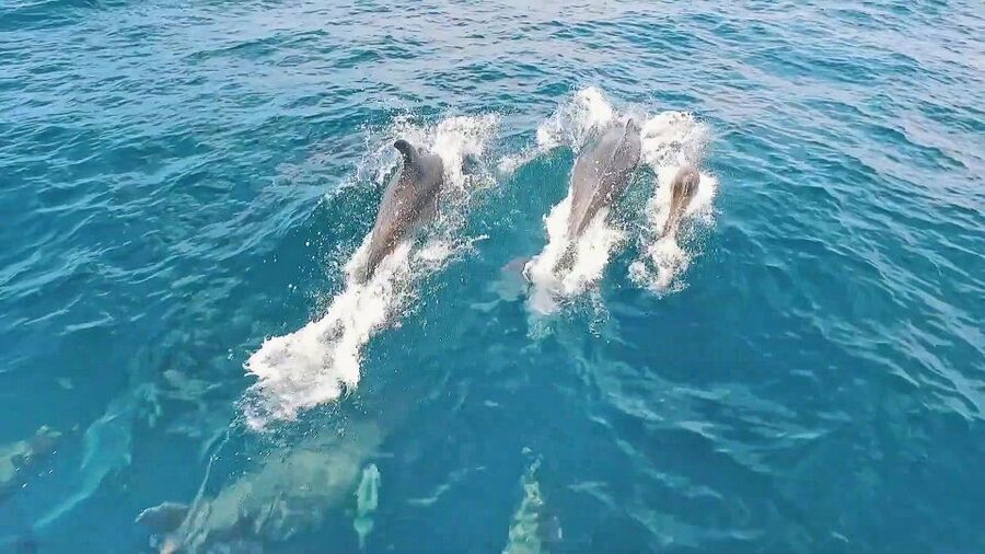 Portimão: Benagil Sea Caves Speedboat Adventure Tour - Is $20 good value for 90 minutes?