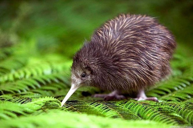 Private tour from Auckland - Waitomo Glowworm Caves, Zealong Tea & Kiwi Bird - Meeting a kiwi at Otorohanga Kiwi House