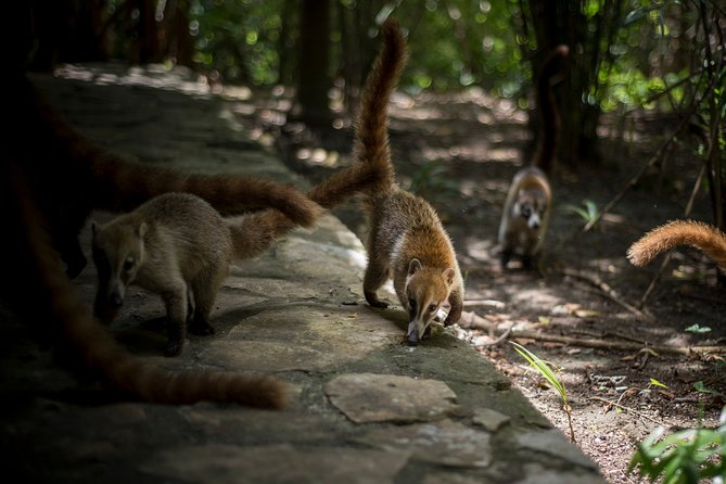 Private Tulum Ruins, Reef Snorkel & Cenote Adventure - Timing, pickup, and the pace of the day