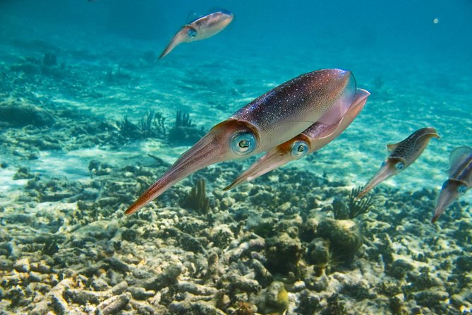 Private Tulum Ruins, Turtles in Akumal and Cenote Adventure - Who should book this experience
