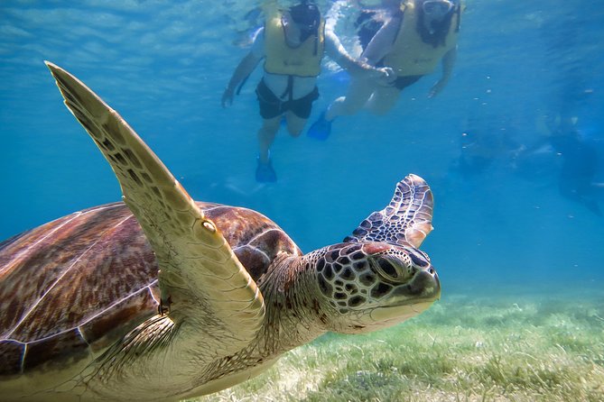 Private Tulum Ruins, Turtles in Akumal and Cenote Adventure - A cenote beneath the Yucatan forest