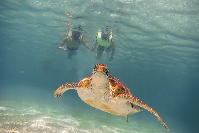 Private Turtles & Cenotes Adventure - What the sea portion feels like