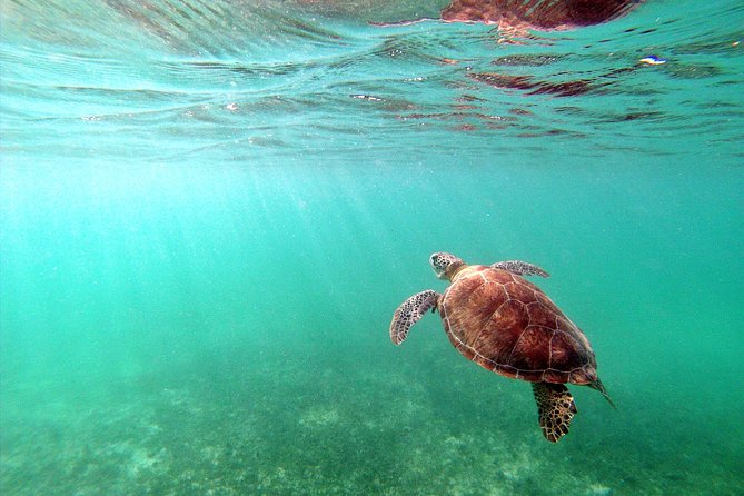 Private Turtles & Cenotes Adventure - Why private transport matters