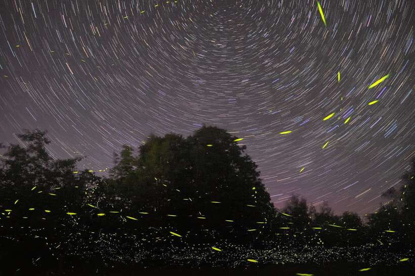 Puerto Princesa: Underground River and Firefly Watching Tour - Dinner at Kitu-KiTo D’Makarios