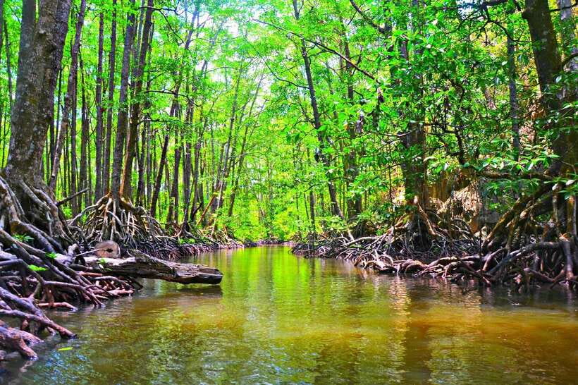 Puerto Princesa: Underground River, Zipline, Paddleboat Tour - Filipino lunch beside Sabang Beach