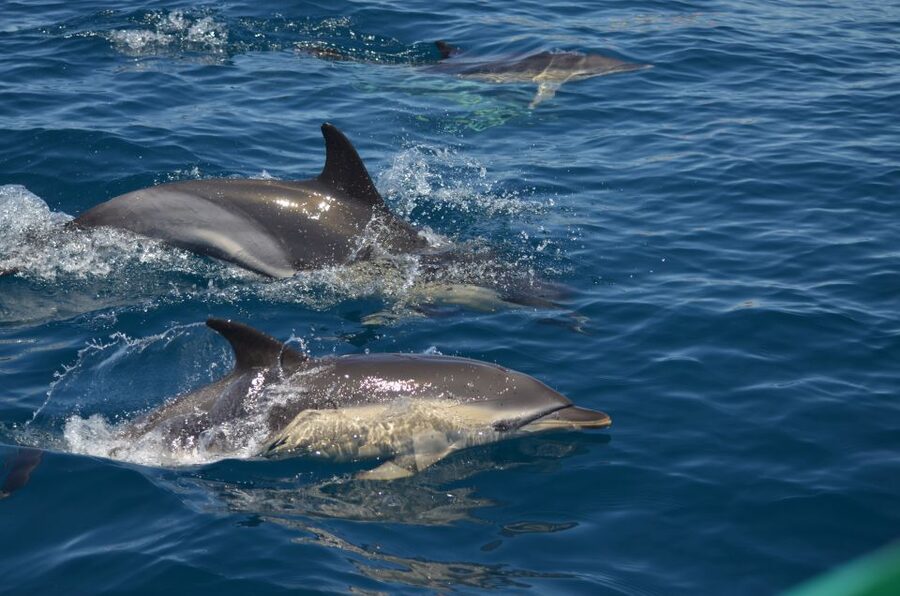 Quarteira: Algarve Coast, Caves and Dolphin Watching Cruise - Seeing the caves, cliffs, and beaches from the water