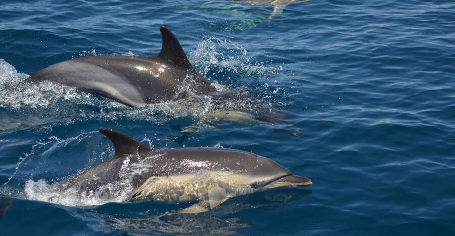 Quarteira: Algarve Coast, Caves and Dolphin Watching Cruise - From the marina to the Algarve coast