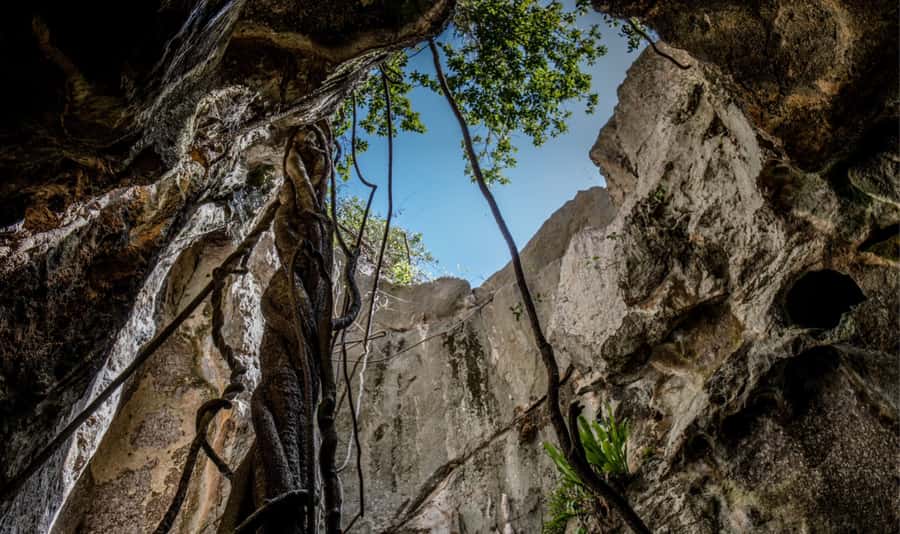 Queensland: 90 Minute Capricorn Caves Explorer Tour - The Flowerpot shows nature pushing through stone