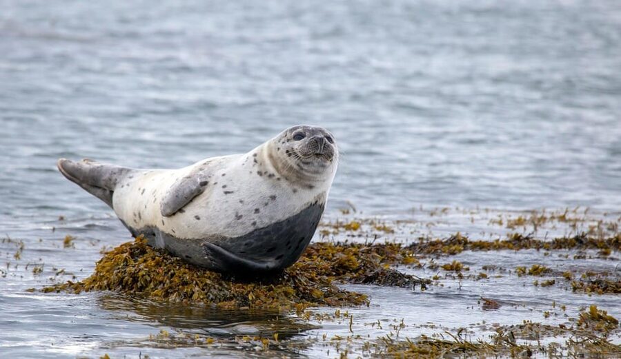 Reykjavik: Snæfellsnes Day Trip with Vatnshellir Lava Cave - Arnarstapi: cliffs, fishing history, and Bárður