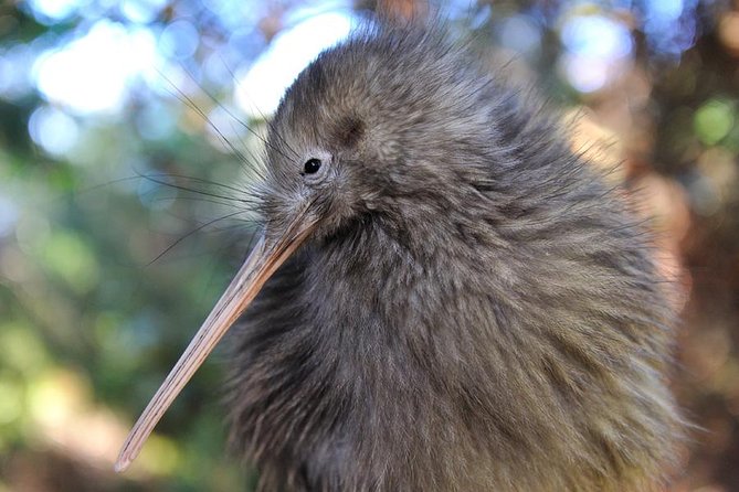 Rotorua and Waitomo Caves Day Trip from Auckland -Smaller Groups - Why Te Puia may feel rushed