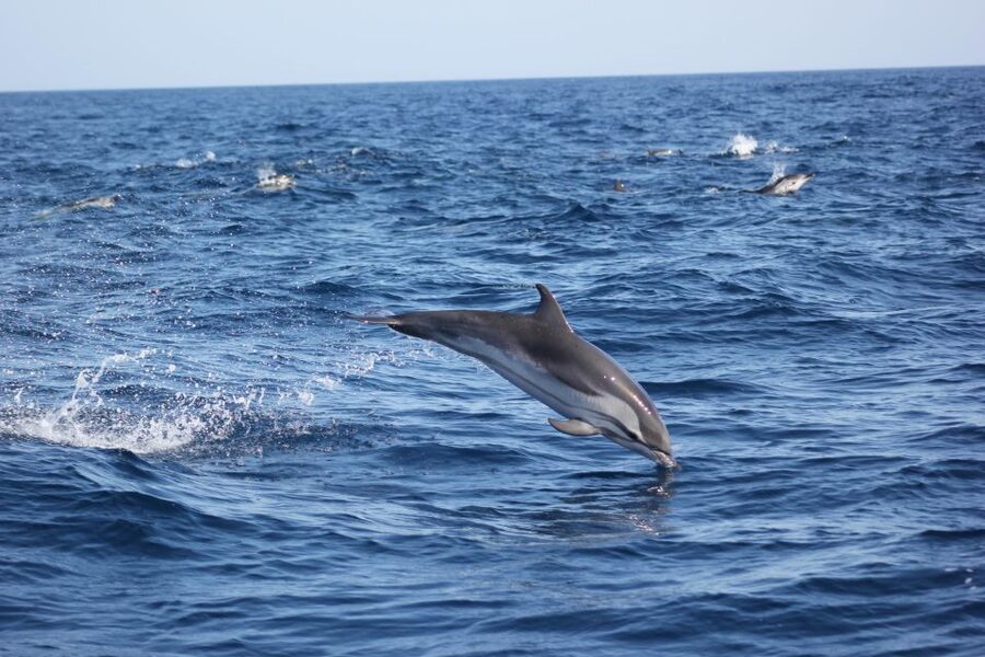 Sagres: Wildlife Tour Dolphins and Caves - Who Will Enjoy This Tour Most