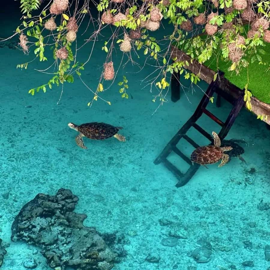 Salaam Cave Swimming & feeding Sea Turtles in Kizimkazi - Key points before you book
