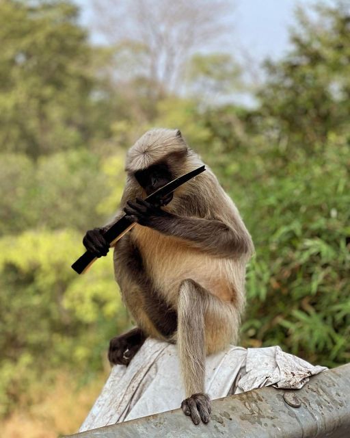 Sanjay Gandhi National Park + Kenheri Caves + Lion Safari - Why this park is worth leaving Mumbai for