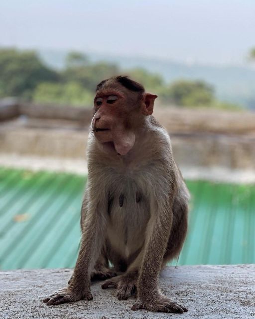 Sanjay Gandhi National Park + Kenheri Caves + Lion Safari - The three-hour park visit and lion safari