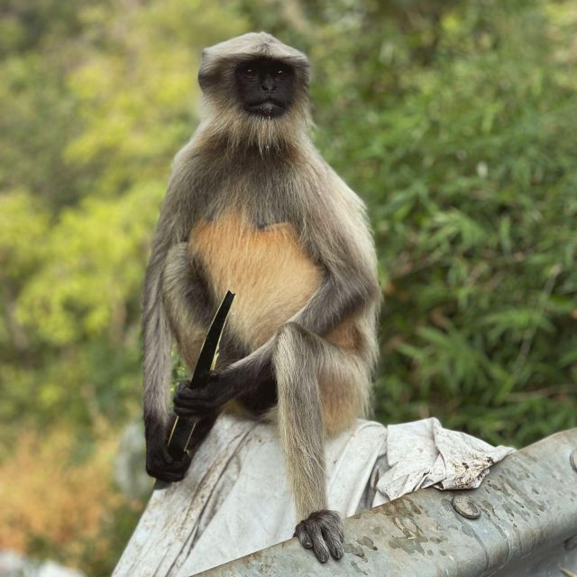 Sanjay Gandhi National Park + Kenheri Caves + Lion Safari - The Jain temple and changing religious layers