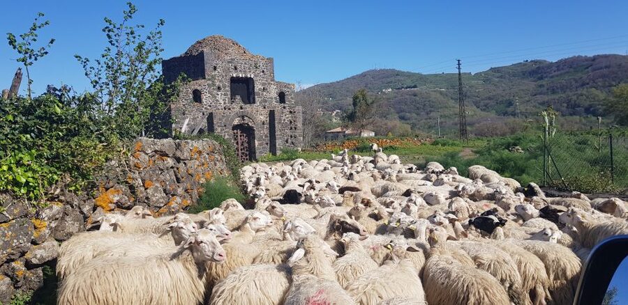 Sicily: Mount Etna 4x4 Jeep Tour with Lava Caves & Forests - An Etna wine road and a relaxed lunch stop