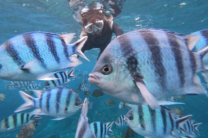 Snorkeling in the Blue Cave area【Okinawa Prefecture: Free feeding & photo images!English and Chinese speaking guide available! - Blue water, tropical fish, and a short swim to the cave