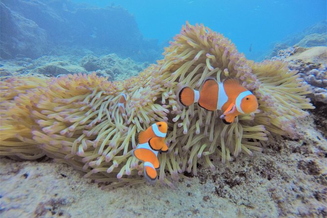 Snorkeling in the Blue Cave area【Okinawa Prefecture: Free feeding & photo images!English and Chinese speaking guide available! - What happens at Island Club and Cape Maeda