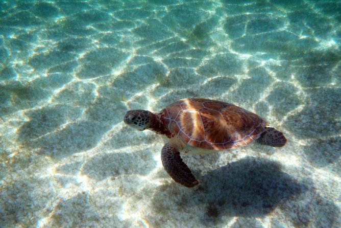 Snorkeling with Caribbean fish and private cenote exploration - What each guide adds to the day