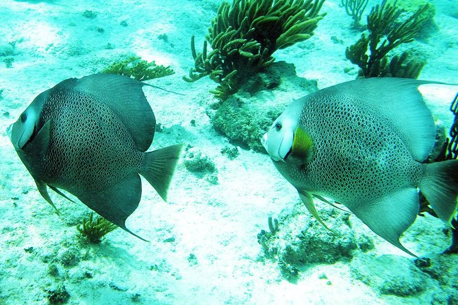 Snorkeling with Caribbean fish and private cenote exploration - Stop 3: the Tulum Archaeological Site listing