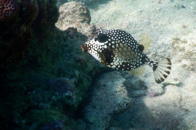 Snorkeling with Caribbean fish and private cenote exploration - Who should book this Tulum combination?