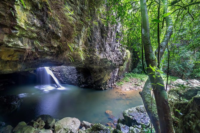 Springbrook andTamborine Rainforest Tour Incl Natural Bridge and Glow Worm Cave - Key points at a glance
