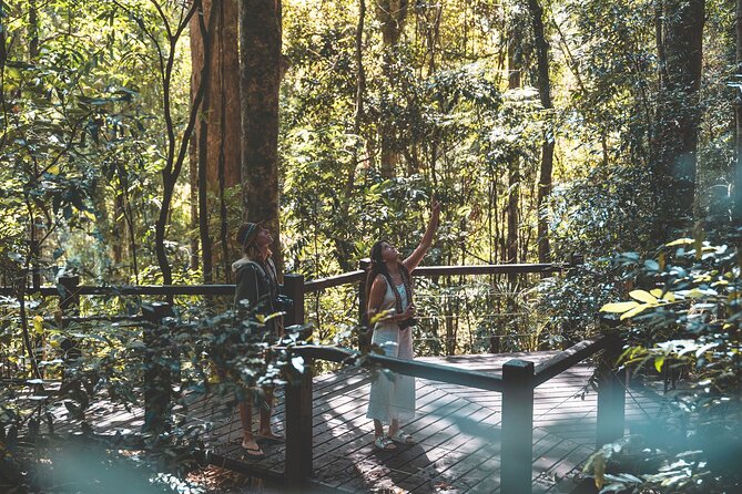 Springbrook andTamborine Rainforest Tour Incl Natural Bridge and Glow Worm Cave - Why this rainforest day works from Brisbane