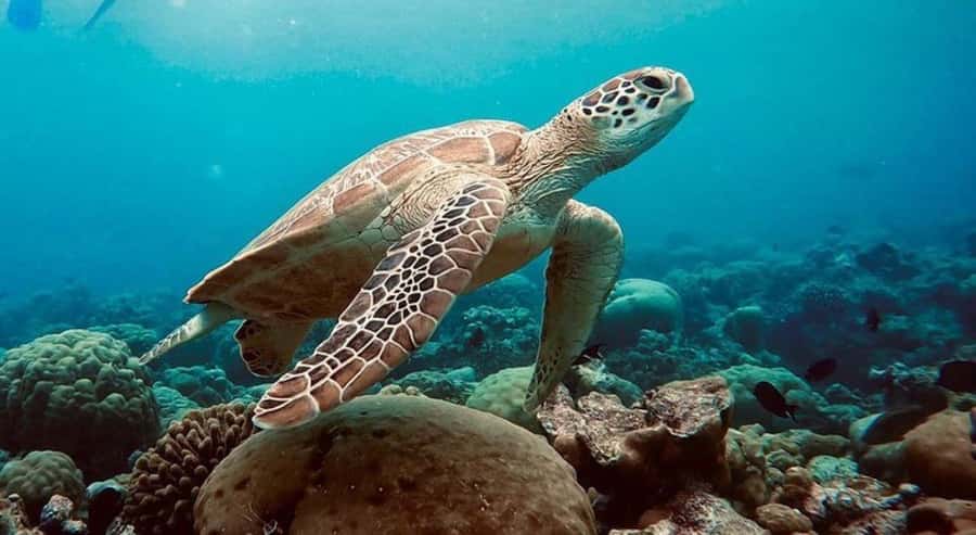 Swim with Sea Turtles, Kuza Cave, Paje Beach, The Rock Lunch - What this Zanzibar day trip actually covers