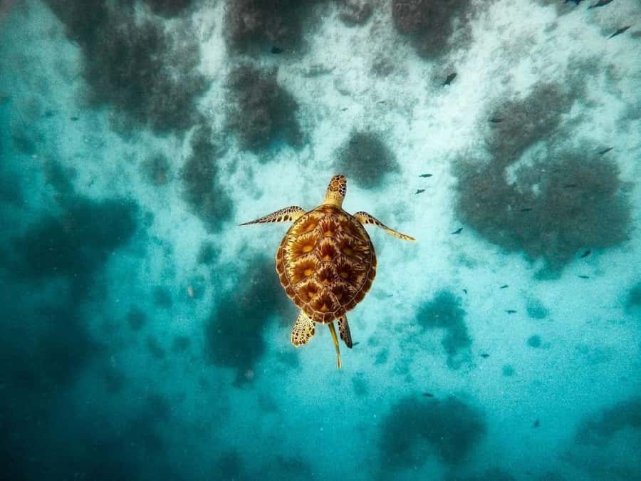 Swim with Sea Turtles, Kuza Cave, Paje Beach, The Rock Lunch - Kizimkazi dolphins and the sea conditions