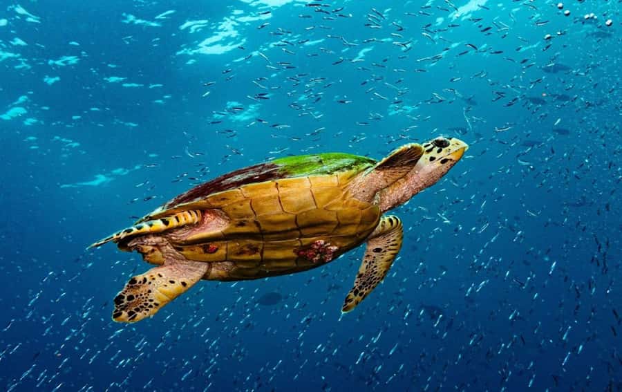 Swim with Sea Turtles, Kuza Cave, Paje Beach, The Rock Lunch - Salaam Cave and the turtle swim