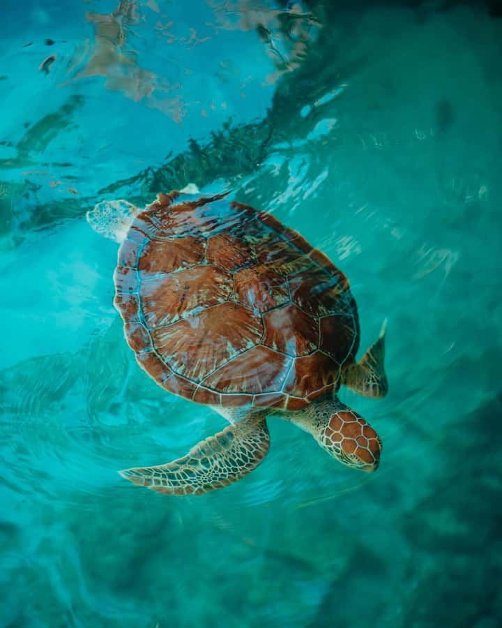SWIMMING WITH TURTLES AT SALAAM CAVE AT KIZIMKAZI ZANZIBAR - What Makes Salaam Cave Different