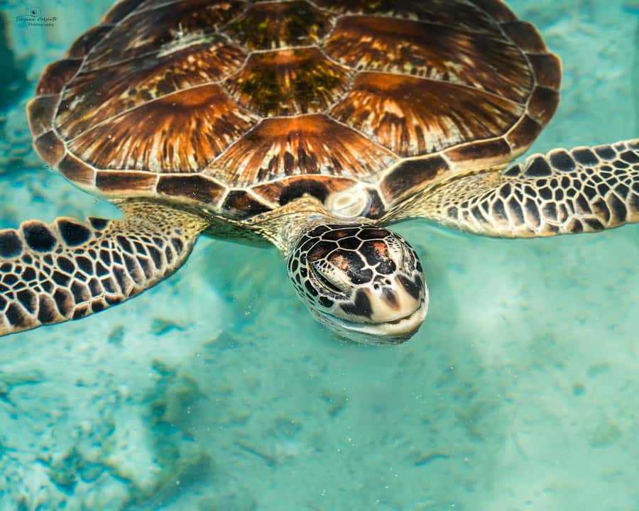 SWIMMING WITH TURTLES AT SALAAM CAVE AT KIZIMKAZI ZANZIBAR - How Long You Actually Spend There