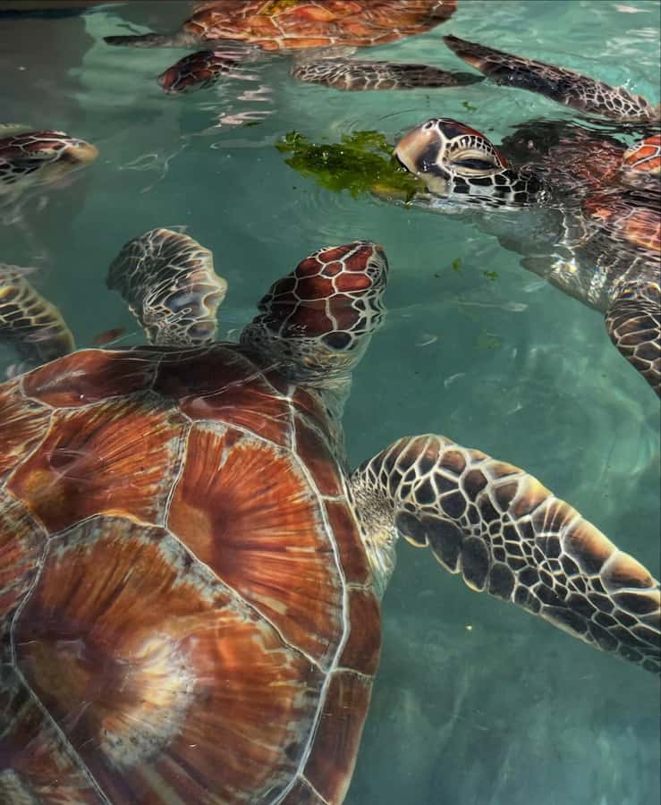 SWIMMING WITH TURTLES AT SALAAM CAVE AT KIZIMKAZI ZANZIBAR - Why an Early Start Matters