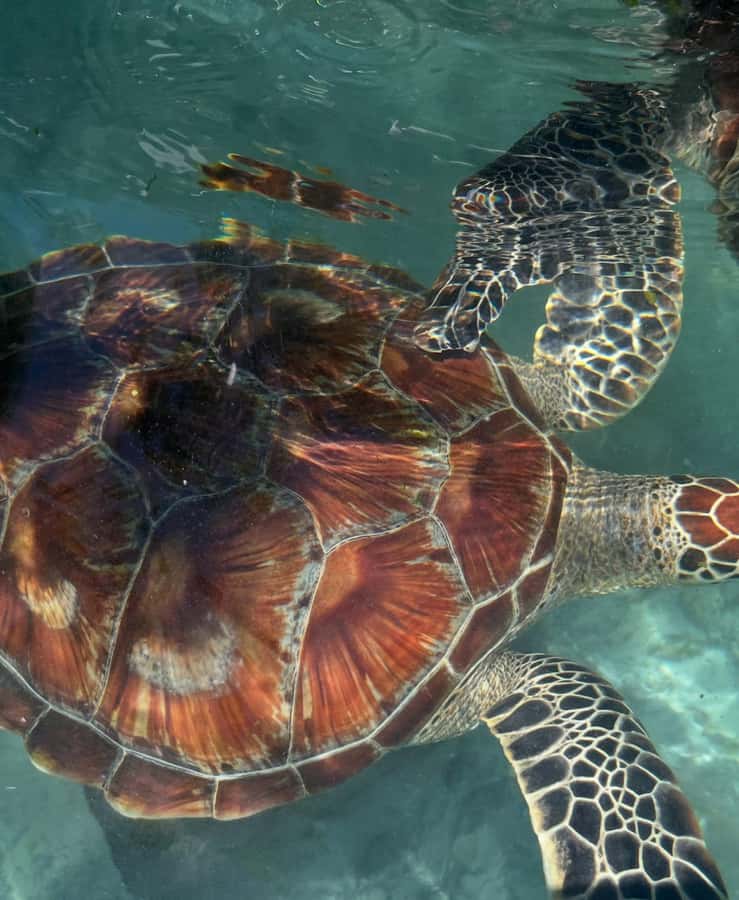 SWIMMING WITH TURTLES AT SALAAM CAVE AT KIZIMKAZI ZANZIBAR - The $50 Price: What You Get