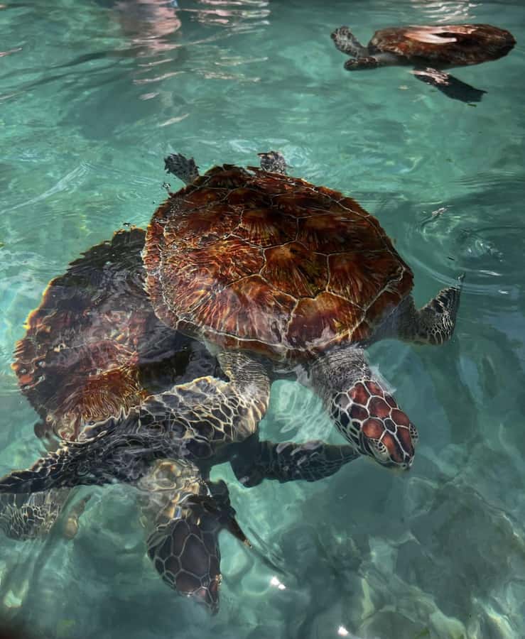 SWIMMING WITH TURTLES AT SALAAM CAVE AT KIZIMKAZI ZANZIBAR - Who Will Enjoy This Most