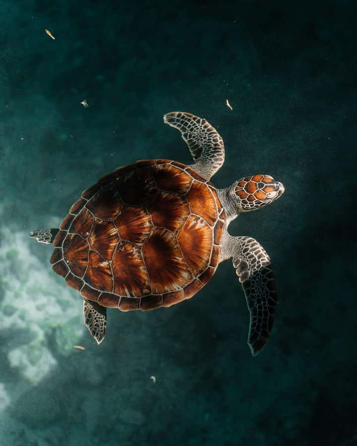 SWIMMING WITH TURTLES AT SALAAM CAVE AT KIZIMKAZI ZANZIBAR - Practical Tips for a Better Visit