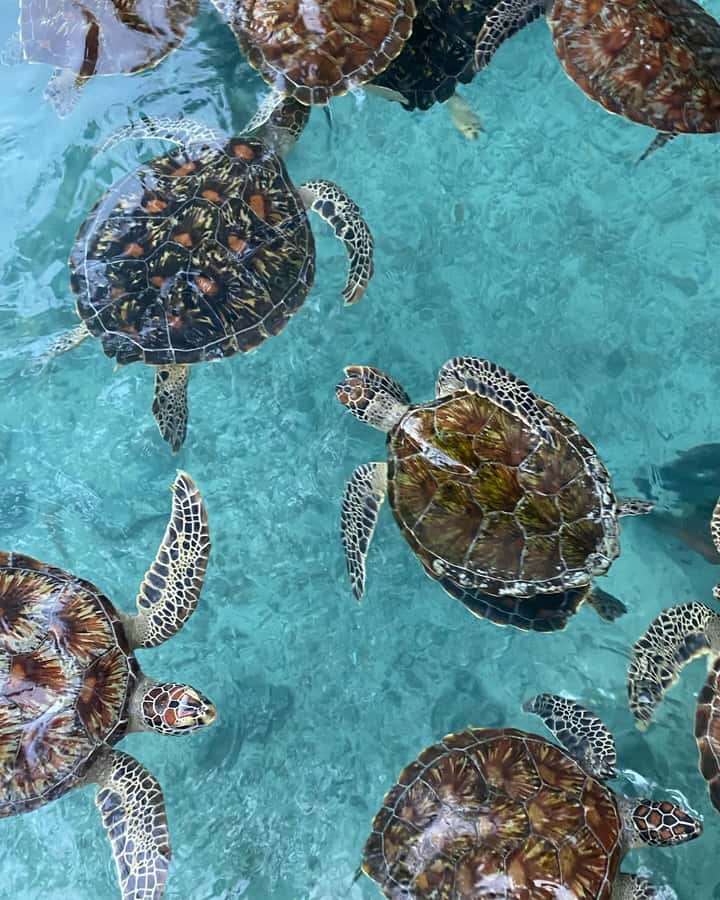 SWIMMING WITH TURTLES AT SALAAM CAVE AT KIZIMKAZI ZANZIBAR - Should You Book Salaam Cave?