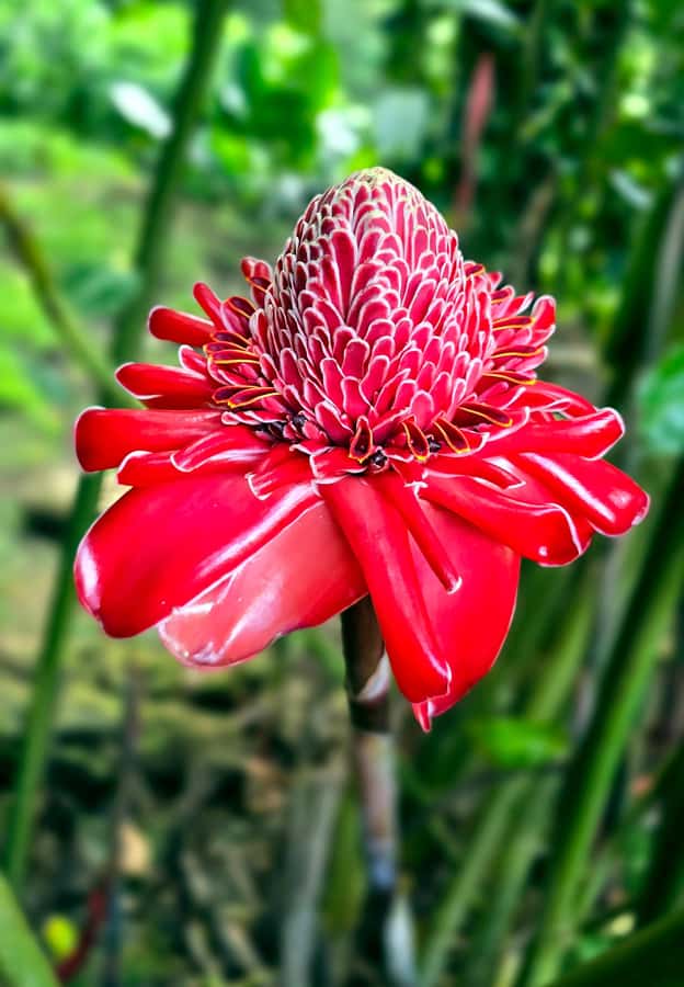 Tahiti Half Day Small Group Circle Tour - Waterfalls & Caves - A half-day circle around Tahiti’s two personalities