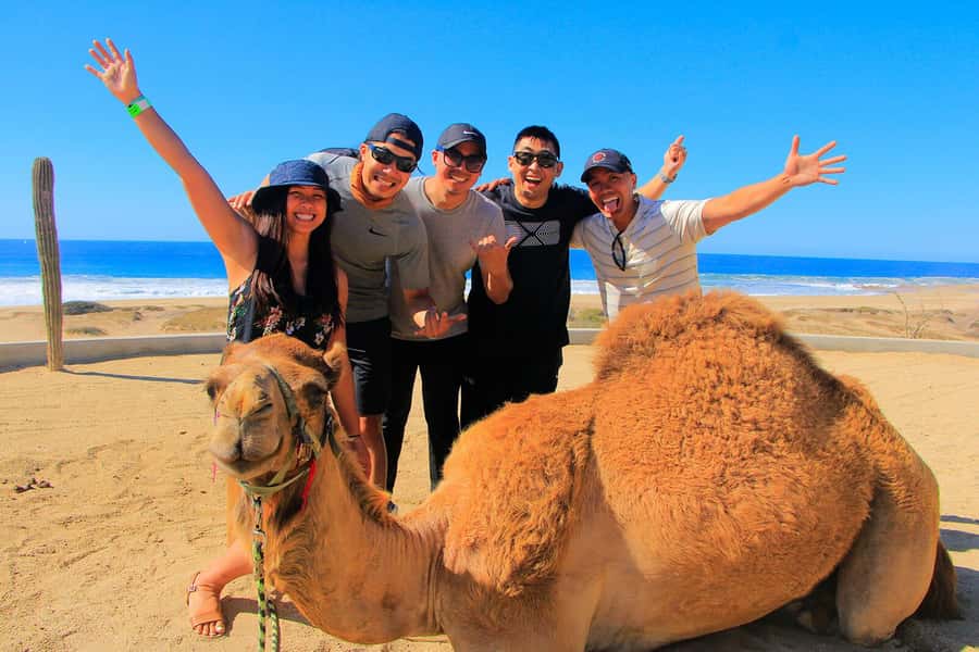 Tangier: sunset, tea, camel ride, Cape Spartel and caves. - Timing, comfort, and who should book