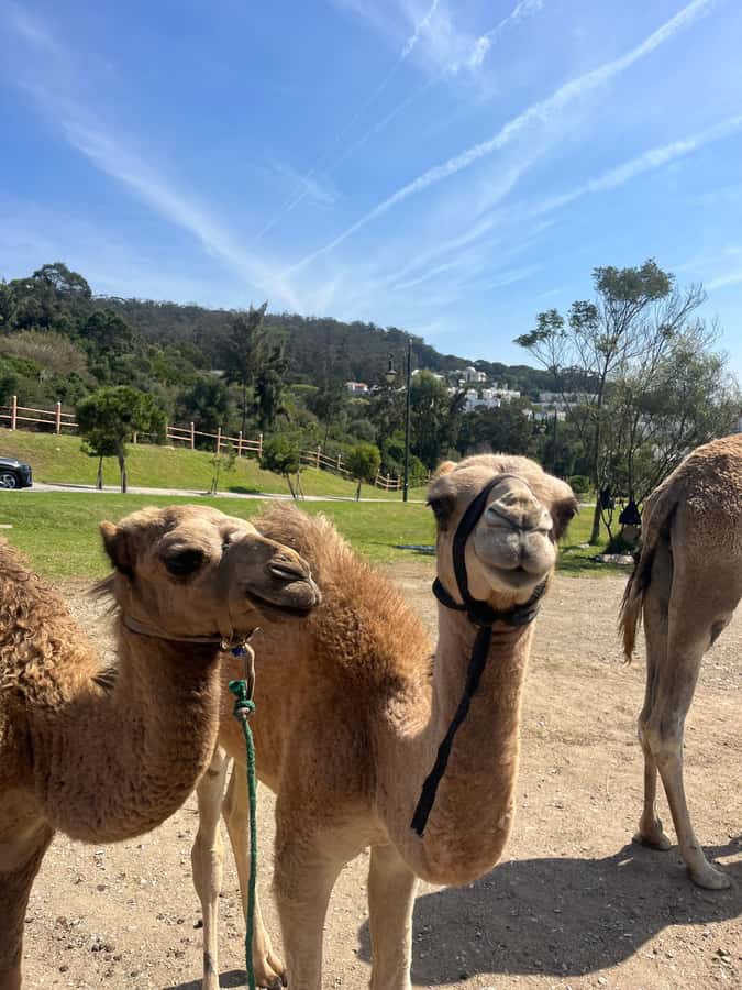 Tangier: Sunset, Tea, Sweets, Camel Ride, and Hercules Caves - Is $37 a fair price?