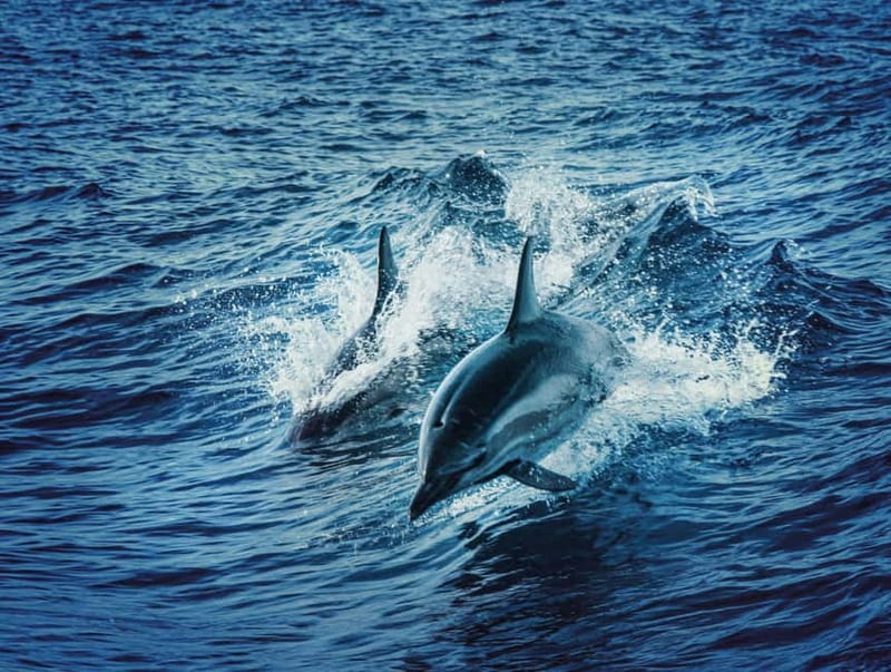 Taormina and Giardini Naxos: 2 Hour Dolphin Tour & Grotto - Key points to know before you book