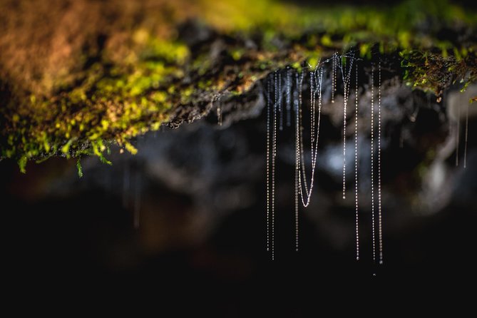 Te Anau Glow Worm Caves Tour - Walking beside the underground river