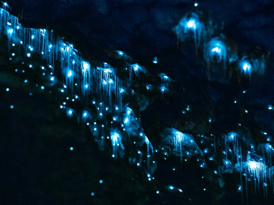 Te Anau: Glowworm Caves Guided Tour - Walking beside a 12,000-year-old underground river