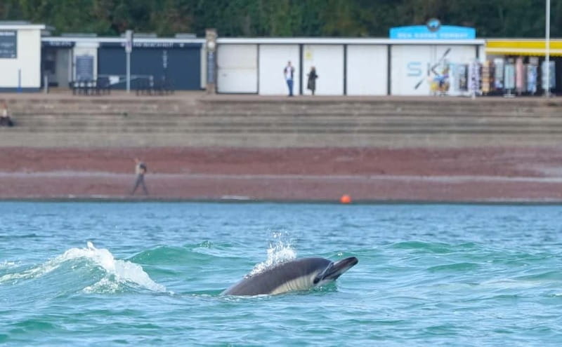 Torquay: Guided Wildlife, Bushcraft, Sea Cave Kayak Safari - Is the $74 price good value?