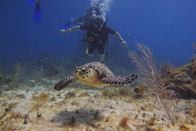 Tulum Akumal Snorkel Tour and 4 Cenotes Small Group All Fees Incl - Tulum’s ruins above the Caribbean