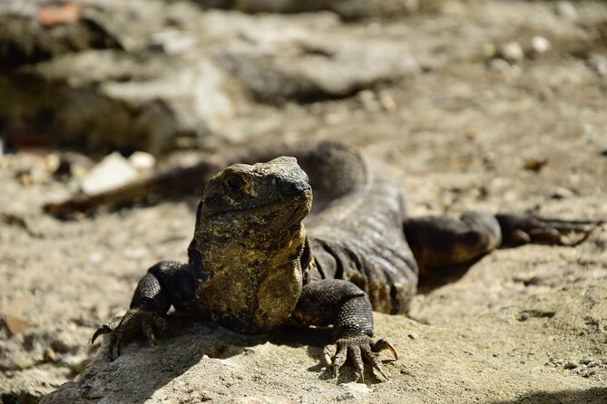 Tulum Ruins, Turtles in Akumal and Cenote tour - Yax-Muul cenote and its cave walls