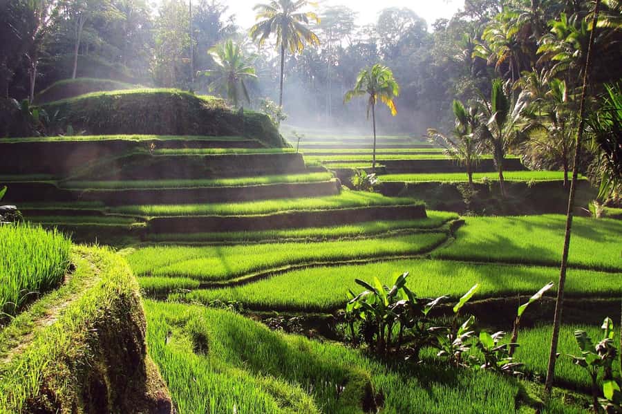 Ubud: Rice Terrace, Waterfall, & Elephant Cave - Goa Gajah puts Hindu symbols beside an ancient cave