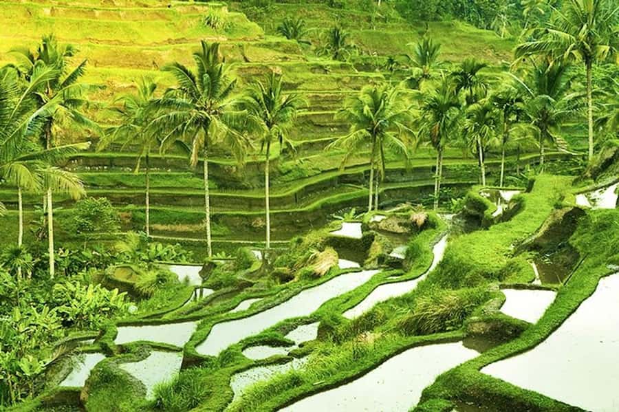 Ubud: Rice Terrace, Waterfall, & Elephant Cave - Tirta Empul is the cultural centerpiece