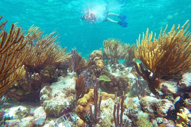 Ultimate 5x1 Combo with ATV, Ziplines, Cenote & Reef Snorkeling - From your hotel to Puerto Morelos