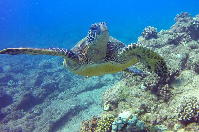 Ultimate Na Pali Coast Zodiac Boat Snorkeling and Sea Cave Tour - Sea caves, waterfalls, and close-up views